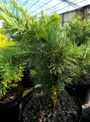 Europäische Hänge-Lärche Little Bogle von Baumschule