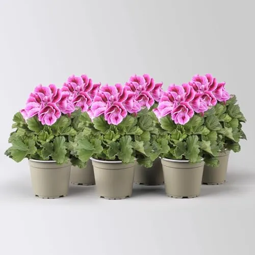 Pflanzen Lila von Pflanzen-Kölle