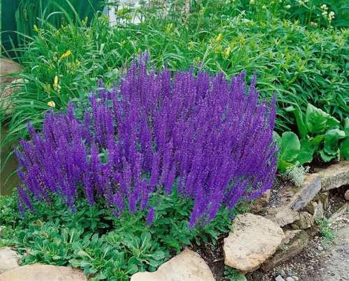 Salvia nemorosa 'Blaukönigin' 9x9 cm Topf – Winterhart, Mehrjährig, Pflegeleicht – Steppensalbei – Beetstaude für Garten & Rabatte