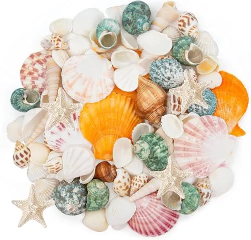KAHEIGN Natürliche Muscheln Gemischt Muschel-Set, 15 Verschiedene Arten, 600g Ozean Muscheln Seesterne 3-7cm perfekt für Vasenfüllungen Strandpartys DIY Kunsthandwerk Hochzeitsdeko