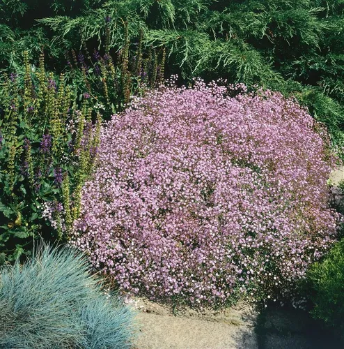 Pflanzen für Dich Staude Gypsophila repens Rosenschleier, 1 St., Kriechendes Schleierkraut, Teppich-Schleierkraut