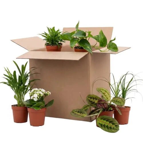 Bloomique in gelb von Bloomique