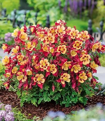 BALDUR Garten 6x Akelei 'Earlybird® Red Yellow', Pflanzen im 9x9 cm-Topf, buschig-runder Pflanzenaufbau, einzigartige rot-gelbe Blüten, winterhart & pflegeleicht, für Beet & Kübel, bienenfreundlich