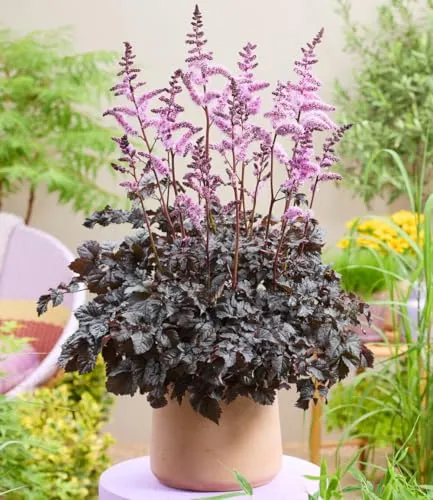 BALDUR-Garten Pflanzen von BALDUR-Garten