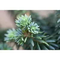 Abies Balsamea Piccolo - Kompakte Balsamtanne für kleine Gärten - Die kompakte Balsamtanne Abies Balsamea Piccolo ist ideal für kleine Gärten. Mit ihrem langsamen Wuchs und dichten, dunkelgrünen Nadeln bietet sie ganzjährig Farbe und Struktur. Perfekt als Kübelpflanze oder im Steingarten.