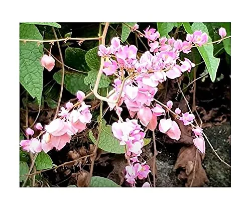 Stk - 10x Antigonon leptopus Korallenwein Kletterpflanze Garten Pflanzen - Samen ID271 - Seeds & Plants Shop by Ipsa