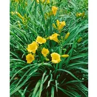 Hemerocallis X Cult. Mini Stella Taglilie Ca. 11x11 cm Topf