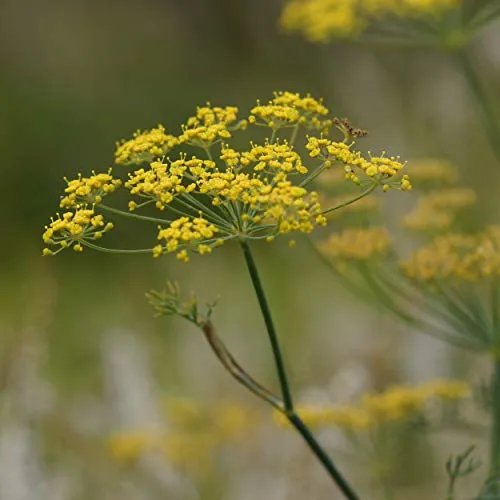 Produktbild Blumixx Stauden Foeniculum vulgare – Fenchel, gelb blühend, winterharte Staude, duftend, für Garten