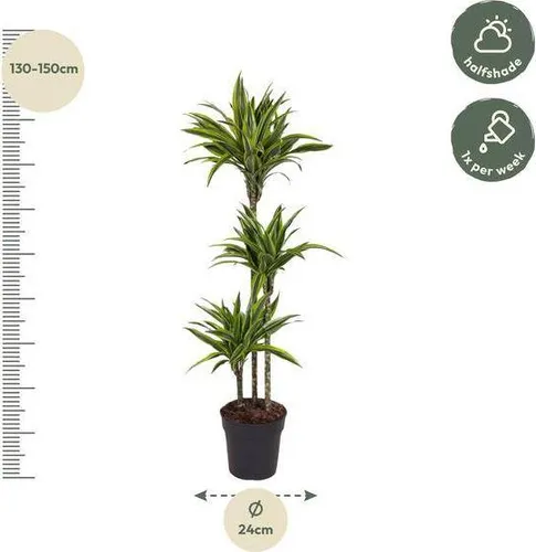 Dracaena Lemon Lime Drachenbaum 140cm Pflegeleichte Zimmerpflanze Ø24cm