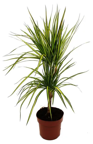 Exotenherz Dracaena marginata Sunray – Zimmerpflanze im 17cm Topf - Die Dracaena marginata 'Sunray' ist ein farbenfroher Blickfang für Ihr Zuhause. Mit ihren mehrfarbigen Blättern bringt sie Frische und Eleganz in jeden Raum. Pflegeleicht und ideal für Wohn- oder Büroräume.