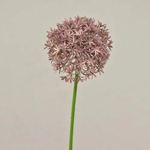artplants.de Künstliche Blume Allium ARNAU, rosa, 60cm - Kunstblume Zierlauch