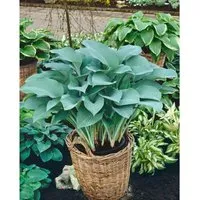 Hosta Nigrescens Krossa Regal Ca. 11x11 cm Topf