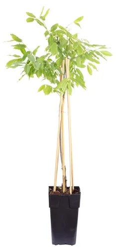 Chinesischer Blauregen