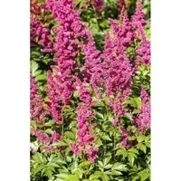 Astilbe Japonica Mainz Prachtspiere Ca. 9x9 cm Topf