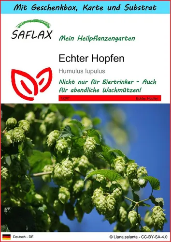 SAFLAX Blumensamen SAFLAX - Geschenkset - Echter Hopfen