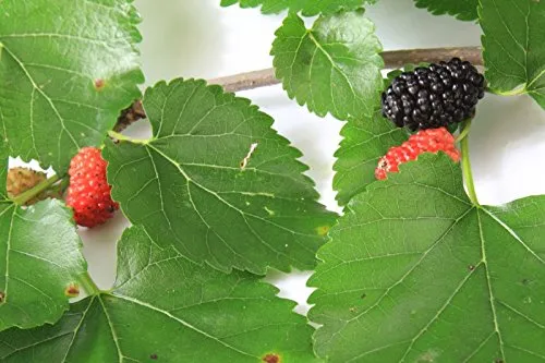 Maulbeere, schwarze - 20 Samen