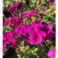 Produktbild Blaukissen Bressingham Red - Aubrieta