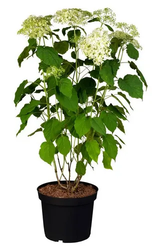 Pflanzen für Dich Gehölze Hydrangea arborescens Annabelle, 1 St., Ballhortensie, Schneeballhortensie