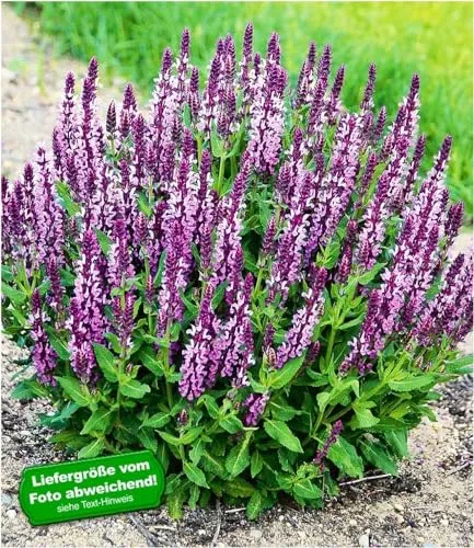 BALDUR Garten Salvia Pink Profusion, 2 Pflanzen Salbei winterhart und duftend