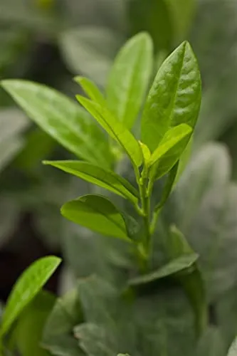 Prunus laurocerasus 'Piri', Kirschlorbeer, immergrün, 30–40 cm