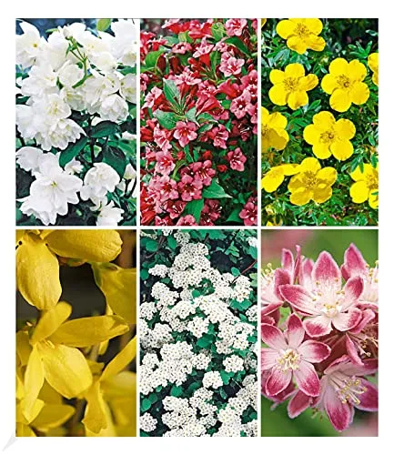 BALDUR Garten 5 Meter Blüh-Hecken-Kollektion - Bienenschonende Blütenhecke mit 6 winterharten Pflanzen, ideal für Sonne bis Halbschatten. Geringer Pflegeaufwand und mehrjährig blühend.