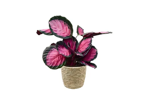 Green Me Up Zimmerpflanze Calathea Rose Crimson - Katzenfreundlich - Schöne Calathea Rose Crimson im 15 cm Topf, ideal für helle Standorte ohne direkte Sonne. Mit dekorativem Korb aus Palmblättern und pflegeleicht, perfekt für dein Zuhause.