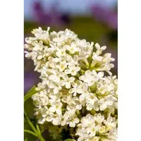 Syringa vulgaris ‘Primrose’ - Gemeiner Flieder - Ziergehölze mit seltenen primelgelben Blüten und intensivem Fliederduft, ideal als eleganter Solitär oder in Gruppenpflanzung, pflegeleicht und perfekt für romantische Gärten.