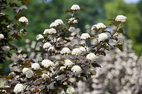 Physocarpus opulifolius 'Diabolo' 40–60 cm – Winterhart, Mehrjährig, Pflegeleicht – Blasenspiere – Heckenpflanze für Garten & Sichtschutz