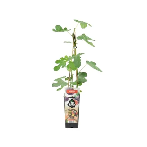 Bloomique - Ficus Carica 'Brown Turkey' - Feigenbaum - Obstbäume - Gartenpflanzen - Winterhart - ⌀14 cm - Höhe 60-70 cm