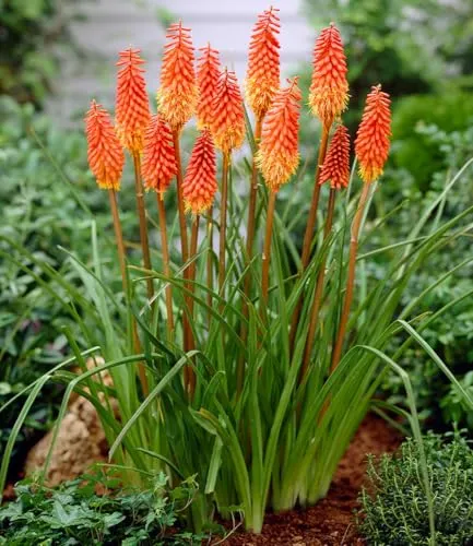 BALDUR Garten Kniphofia 'Alcazar' 9x9 cm - Attraktive Pflanze im 9x9 cm-Topf mit leuchtenden Blüten. Ideal für sonnige Standorte, pflegeleicht und bienenfreundlich. Blüht von Juli bis Oktober.