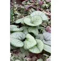 Brunnera Macrophylla Looking Glass Kaukasusvergissmeinnicht Ca. 11x11 cm Topf
