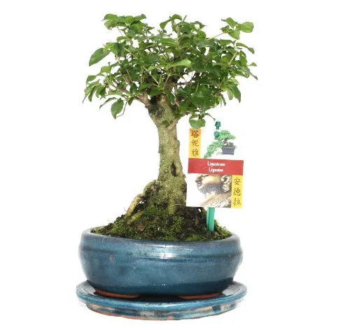 Exotenherz Bonsai Chin. Liguster - Ligustrum sinensis - ca. 6 Jahre - Kugelform