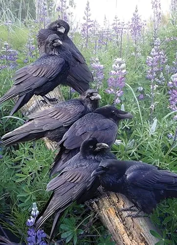 Cobble Hill 1000 Teile Puzzle – Rabe Rendezvous – Musterposter im Lieferumfang enthalten