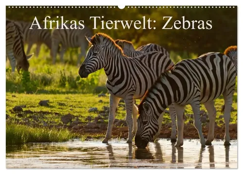 Michael Voß | Afrikas Tierwelt: Zebras (Wandkalender 2026 DIN A2 quer) - Entdecken Sie die Schönheit der Zebras in diesem beeindruckenden Wandkalender. 14 Seiten voller faszinierender Motive, ideal für Tierliebhaber und Afrika-Fans. Perfekt für jedes Zuhause!