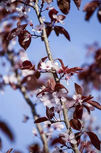 Pflanzen für Dich Gehölze Prunus cerasifera 'Nigra' CAC - Pflaster - Aufrecht wachsende Gehölze mit rosa Blüten, ideal für sonnige, windgeschützte Standorte. Lieferung im Topf/Container 150-200 cm.