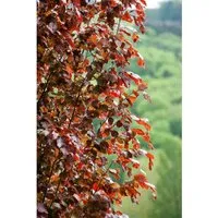 Produktbild Pflanzen für Dich Gehölze Fagus syl. Rohan Obelisk