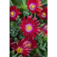 Delosperma Congestum Mittagsblume Gelb Ca. 9x9 cm Topf