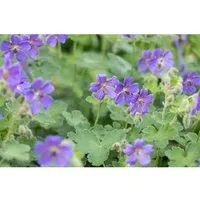Geranium Renardii Philippe Vapelle Kaukasus Storchschnabel Ca. 9x9 cm Topf