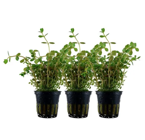 Aquaone Wasserpflanze Aquarium Pflanze 3 Stück Rotala rotundifolia Nr.033