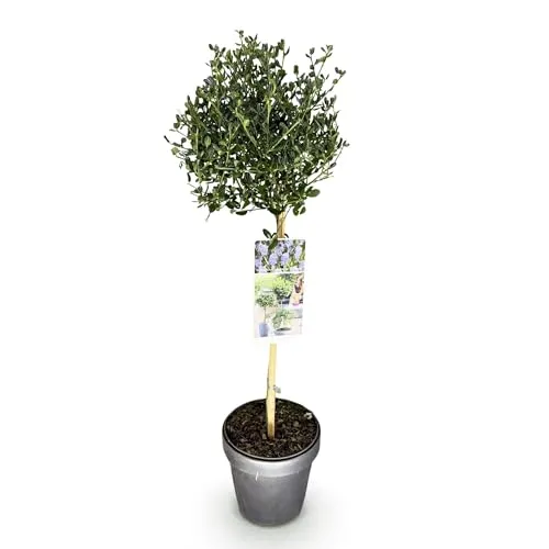 GreenboutiQ