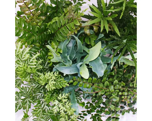 Exotenherz Zimmerpflanze Farn - 3er Set - bestehend aus 3 besonderen Farn-Arten 12cm Topf