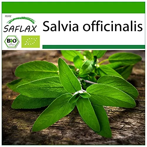 SAFLAX - BIO - Salbei - 60 Samen - Mit keimfreiem Anzuchtsubstrat - Salvia officinalis