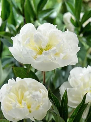 Paeonia lactiflora 'Duchesse de Nemours' ca. 11x11 cm Topf - Pfingstrose, weiße duftende Blüten, Blütezeit Mai-Juni, ideal für Rabatten, pflegeleicht