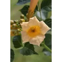 Campsis radicans 'Golden Trumpet' - Goldene Trompete, 80–100 cm - Rasensamen – Auffällige Kletterpflanze mit leuchtend goldgelben Blüten, ideal für Wände und Zäune, winterhart bis -15 °C und schnell wachsend.
