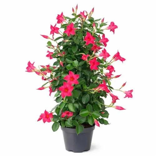 Exotenherz Mandevilla Dipladenia - Rosa Trichterblüte in Pyramidenform - Die Mandevilla Dipladenia begeistert mit ihren leuchtend rosa Blüten und ist ideal für die Garten- und Balkongestaltung. Mit einer Höhe von 65-70 cm und einem 17 cm Topf ist sie pflegeleicht und bringt Farbe in jeden Außenbereich.