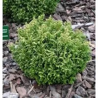 Gelbgrüne Zwergscheinzypresse 15-20cm