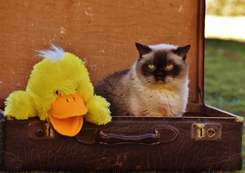 hansepuzzle 12078 - Katze im Koffer Puzzle, 260 Teile, Reisen, 41,0 x 28,0cm mit hochwertiger Aufbewahrung, Kartonbox & Beutel