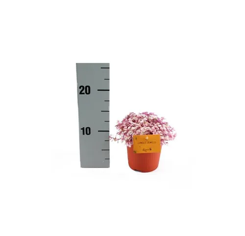 Exotenherz Kaktus Callisia Rosato Pink Lady 11cm Topf