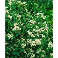 Spiraea Decumbens Niederliegende Spiere 15-20 cm