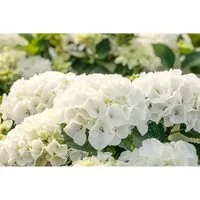 Pflanzen für Dich Gehölze Hydrangea macrophylla Bianco - Bauernhortensie - Ziergehölze mit eleganten, schneeweißen Blütenbällen, ideal für romantische Gärten und Kübelpflanzen. Perfekt für halbschattige Lagen und sorgt für langanhaltende Blütenpracht.
